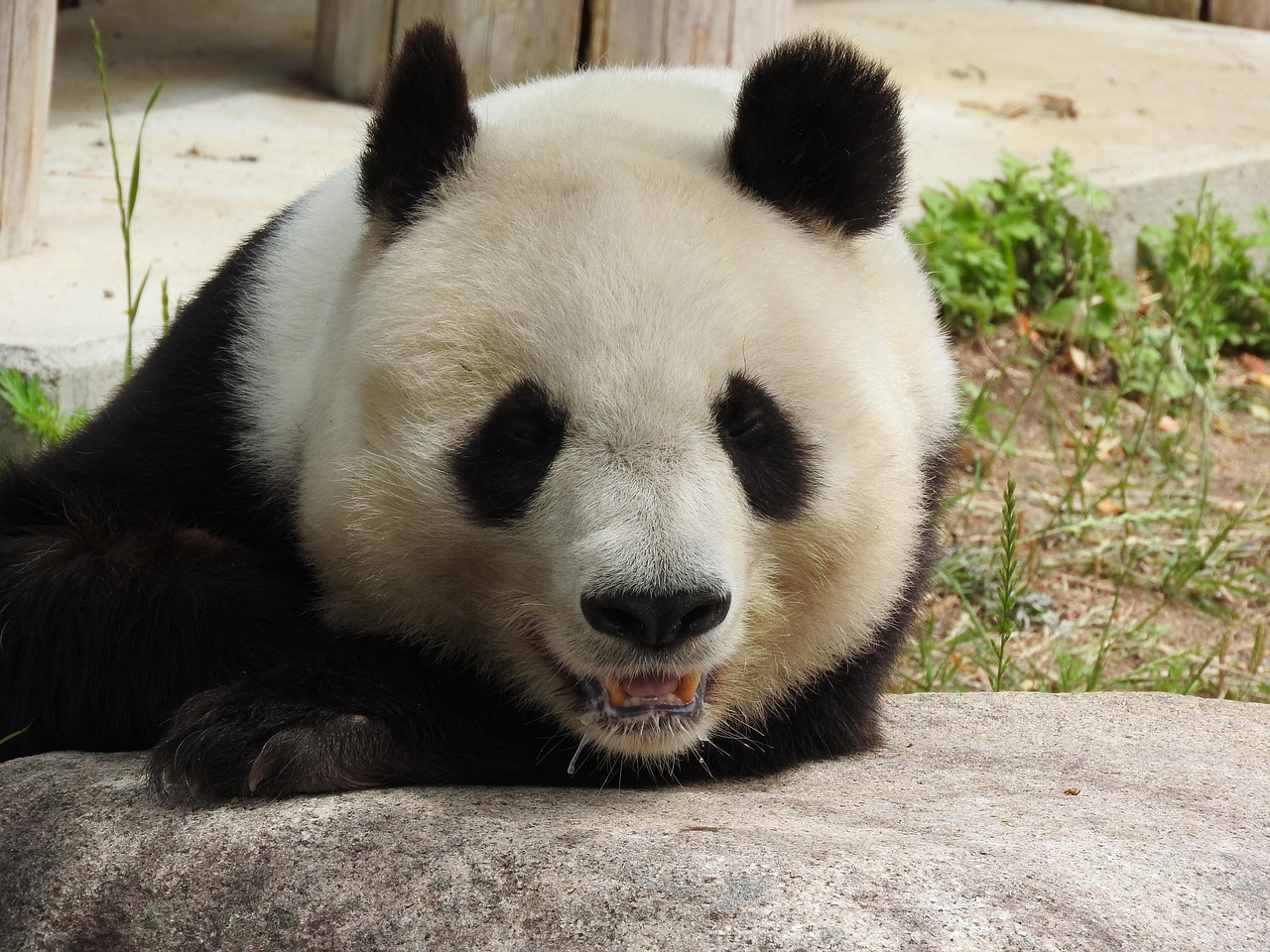 パンダ 動物 Pixabayの無料写真