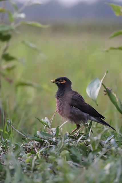 Pasăre, Viata Salbatica, Animal, Natura