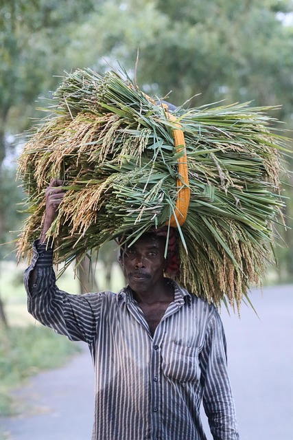 Orez, Natura, Agricultor, Agricultură