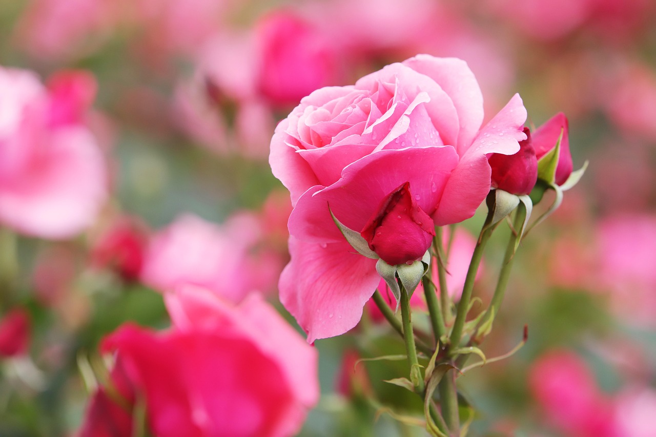 Rose Flower Petal Free photo on Pixabay Pixabay