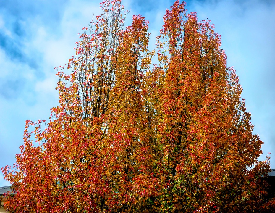 落下 秋天 树叶 - Pixabay上的免费照片 - Pixabay