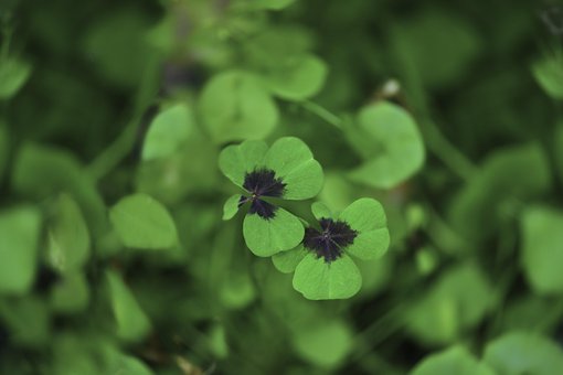 Free Lucky Clover Green photo and picture