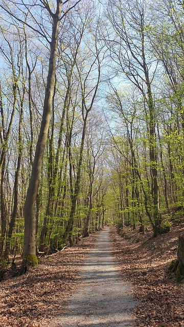 Free Forest Nature photo and picture