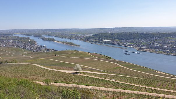 Free Vineyards Rhine photo and picture