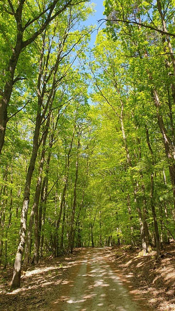 Free Forest Spring photo and picture