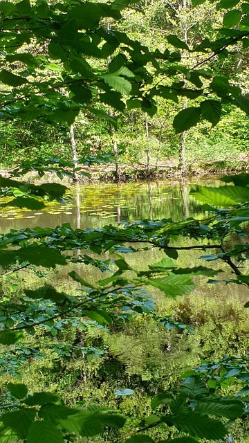 Free Offermann Pond Geisenheim photo and picture