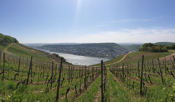 Free Vineyards Panorama photo and picture