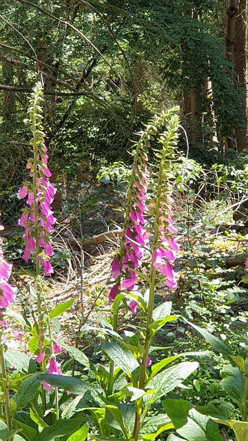 Free Flower Nature photo and picture