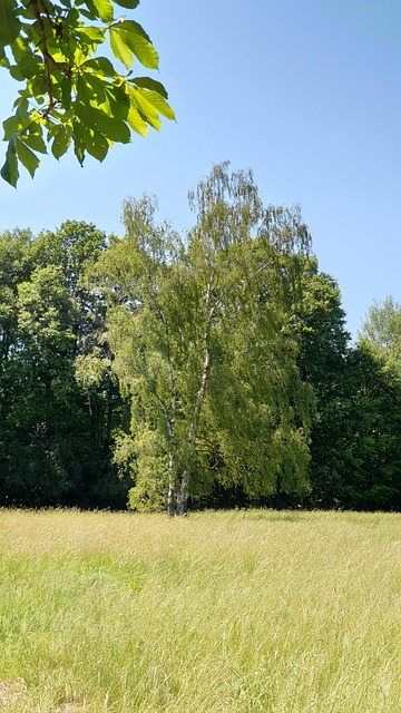 Free Forest Nature photo and picture