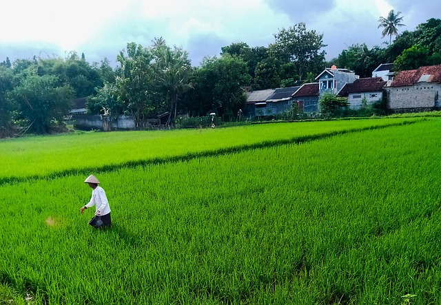 Free Farmer Rice photo and picture