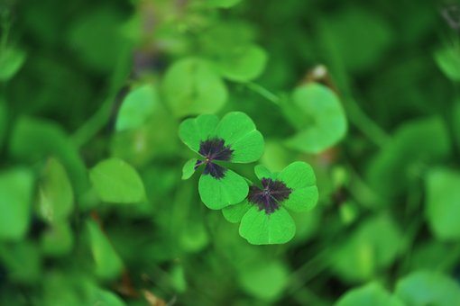 Free Lucky Clover Green photo and picture