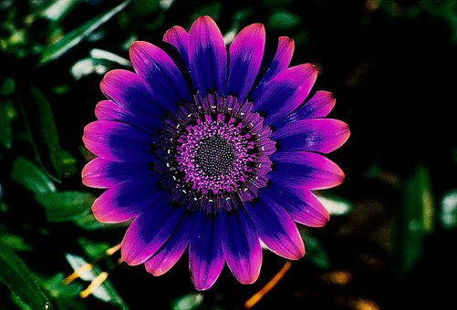 Free Flower Purple photo and picture