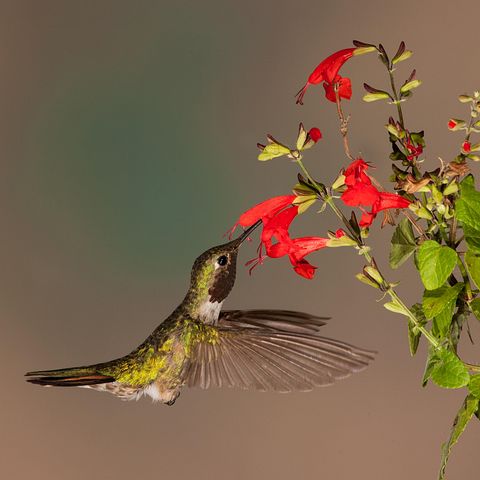 1,000+ Free Hummingbird &amp; Bird Images