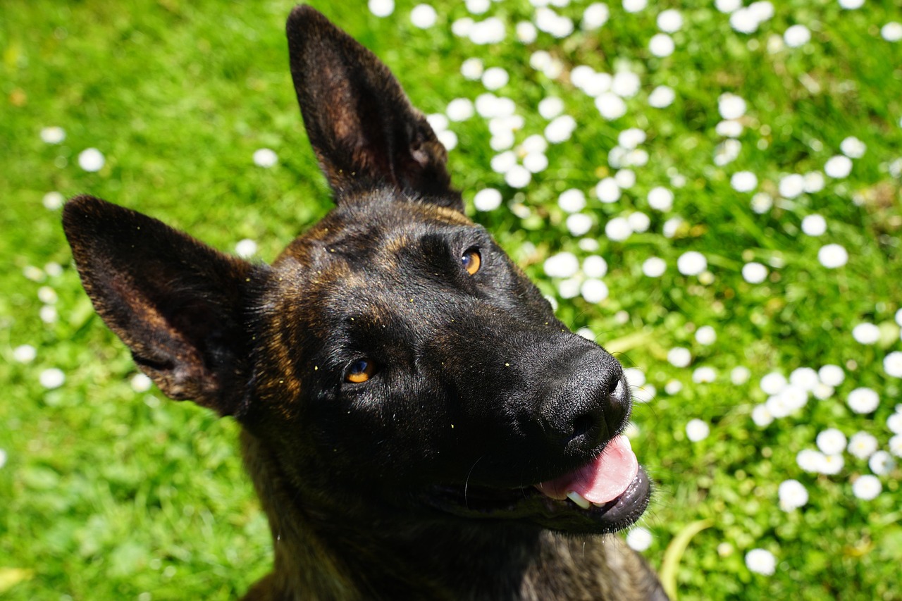 Dog - free online jigsaw puzzle photo