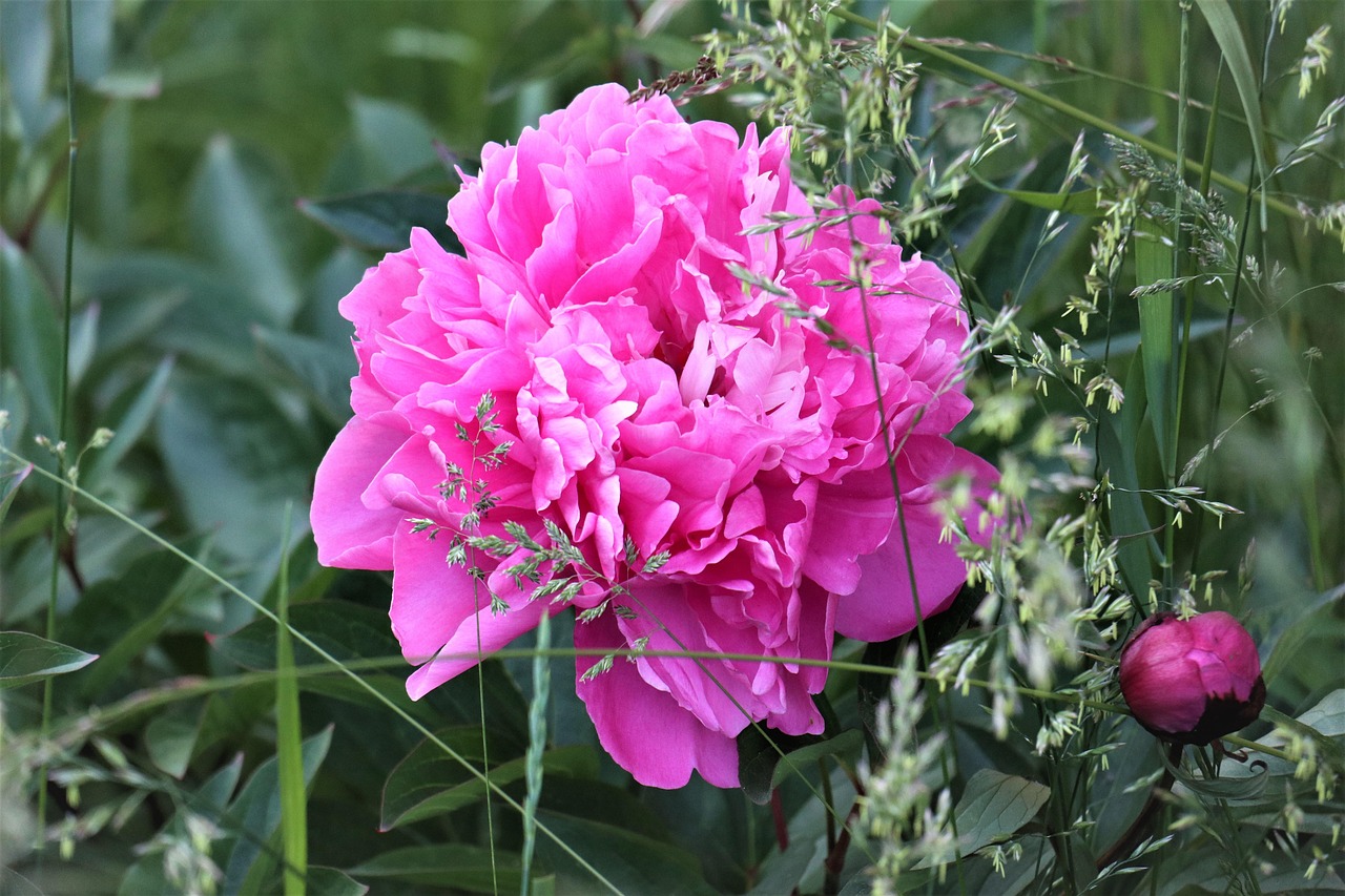 Pivoine Fleur La Flore Plantes Photo Gratuite Sur Pixabay Pixabay pivoine-fleur-la-flore-plantes-photo-gratuite-sur-pixabay-pixabay