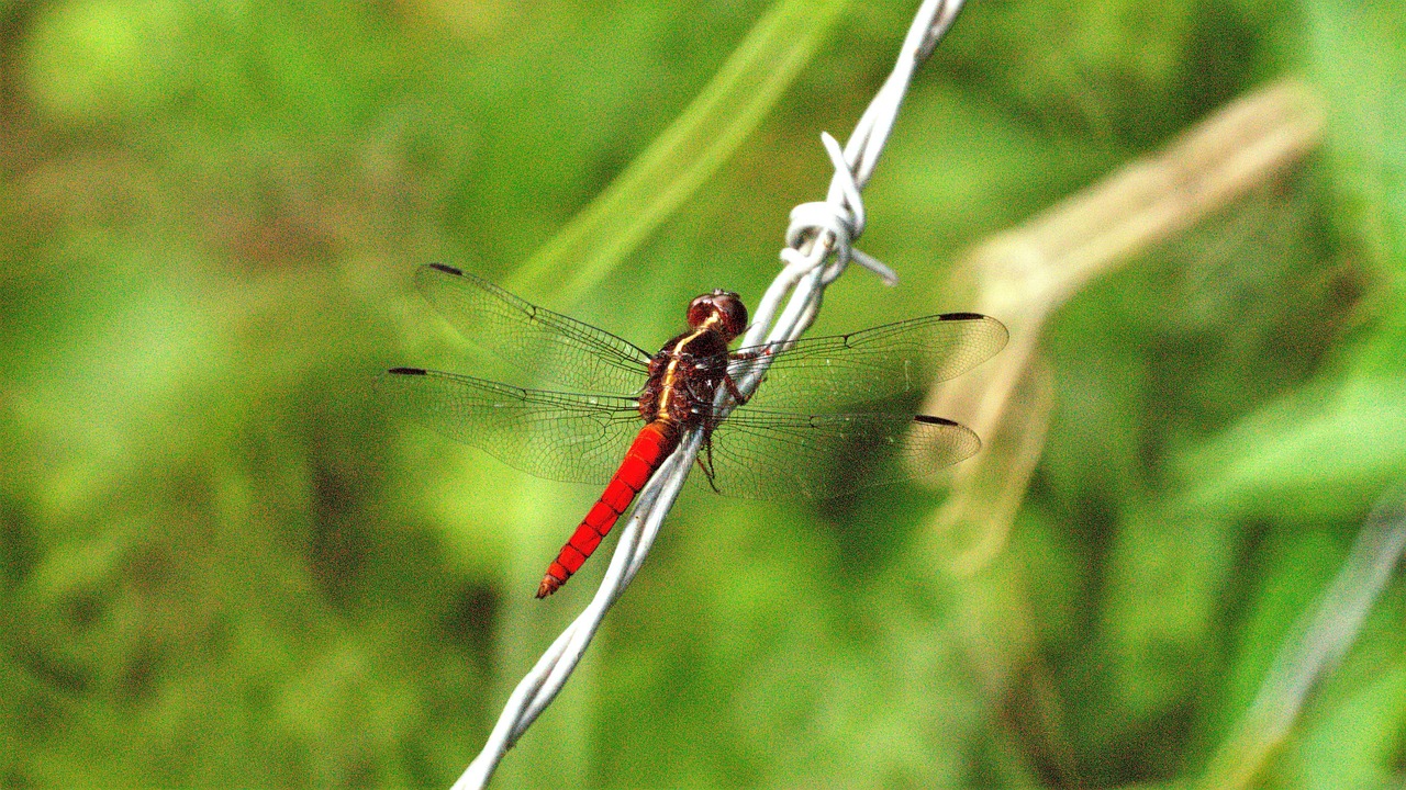 An Insect Picture Nature Insect At - Free photo on Pixabay