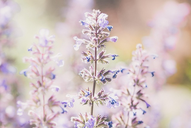 lavender, flower background, flowers, plant, purple flowers, bloom, blossom, flora, fragrant, field, garden, flower wallpaper, beautiful flowers, nature, closeup