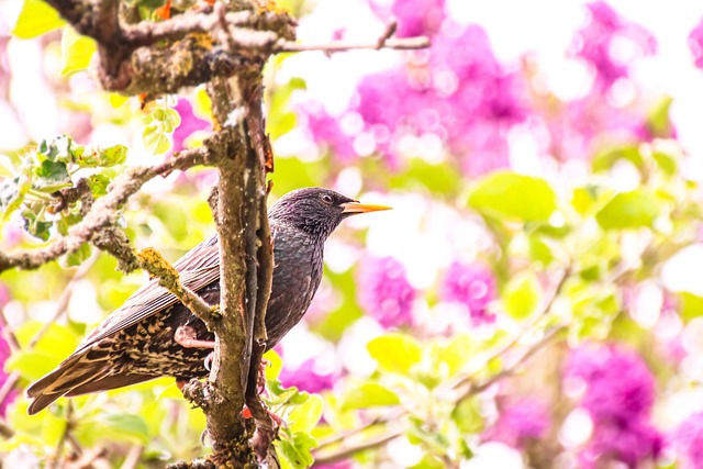 Free Bird Star photo and picture