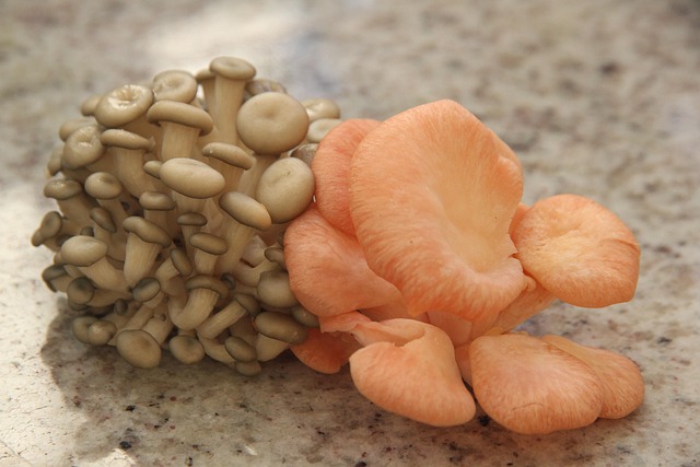Champignon Shimeji Rose Aux - Photo gratuite sur Pixabay - Pixabay