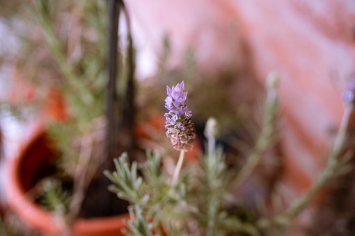 Free Lavender Flower photo and picture