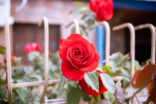 Free Flower Rose photo and picture