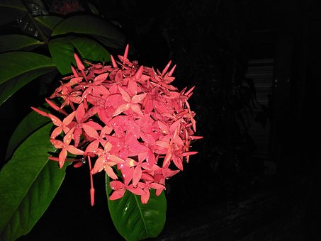 Free Speckled Flower photo and picture