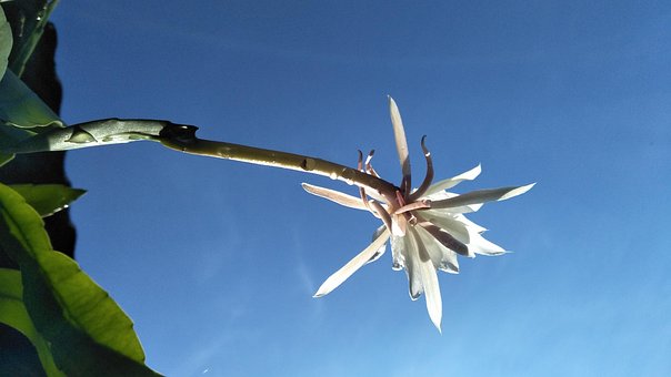 Free Flower Sky photo and picture