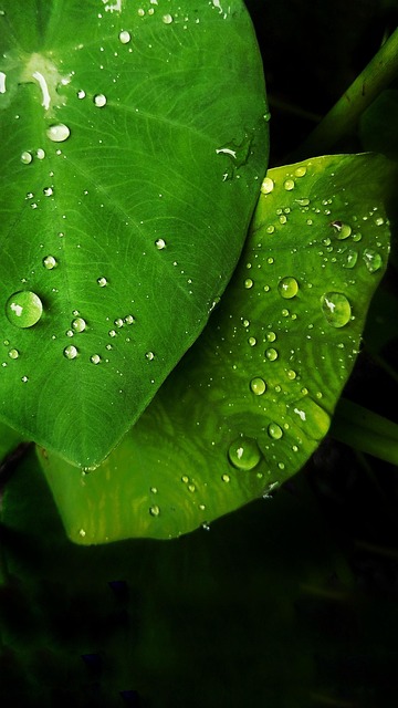 Free Leaf Taro photo and picture