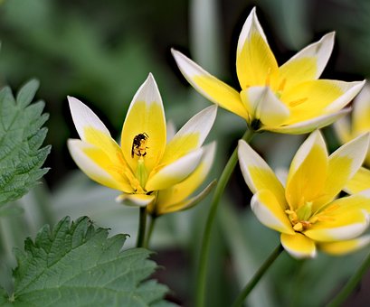 Morning Flowers, Beautiful Flowers