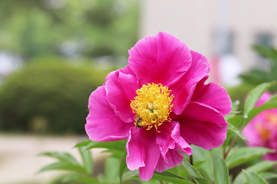 작약 꽃 작약꽃 - Pixabay의 무료 사진