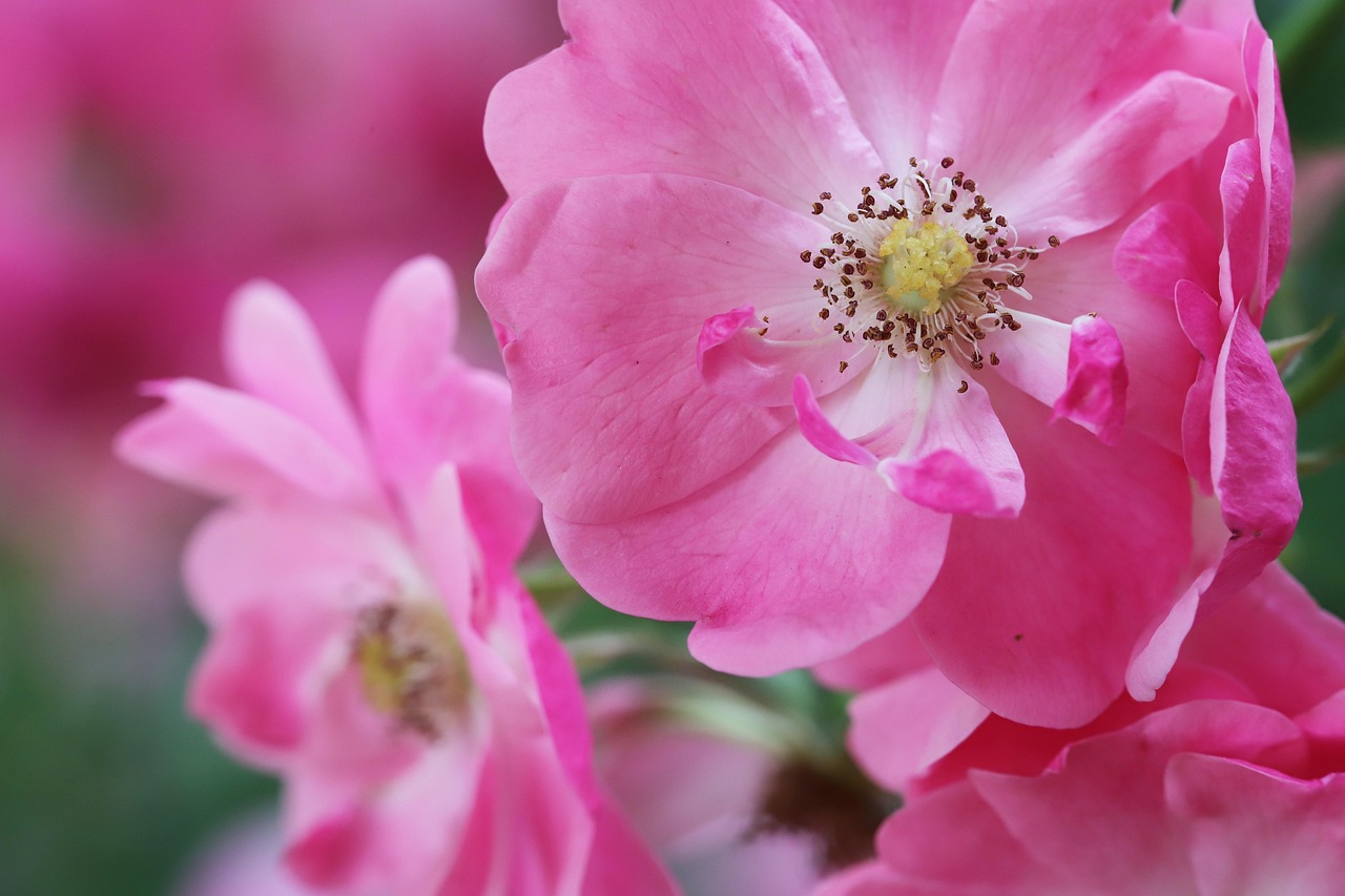 Rose Flower Love Free photo on Pixabay Pixabay