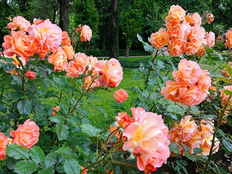 Rose, Budapest, Blomst, Sommer, Hyggelig