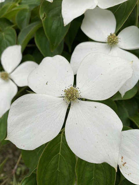Free Dogwood Flower photo and picture