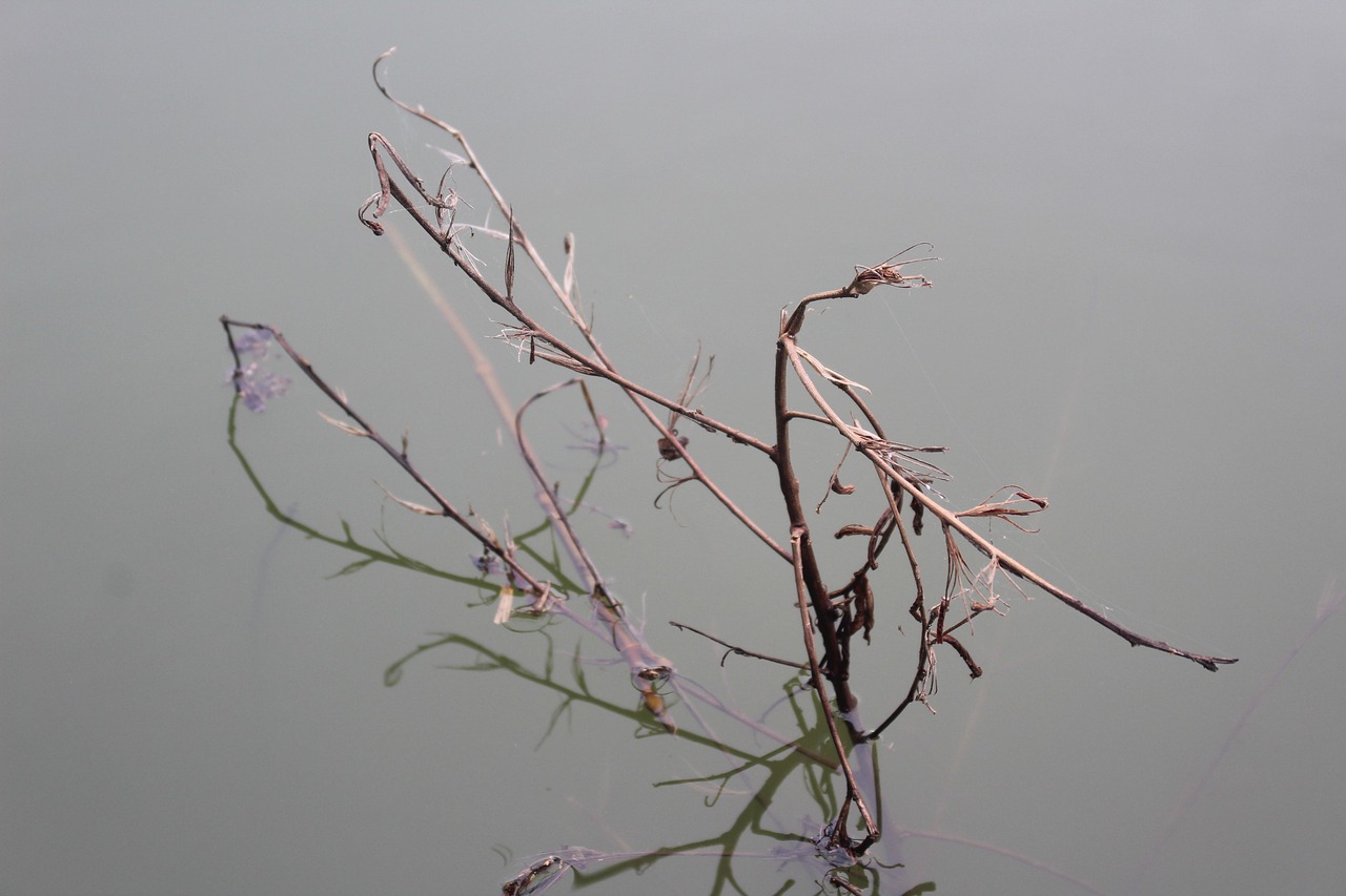 植物 水 - Pixabay上的免费照片 - Pixabay
