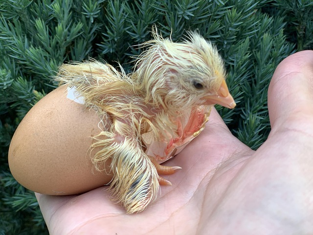 Free Chicken Chickens photo and picture