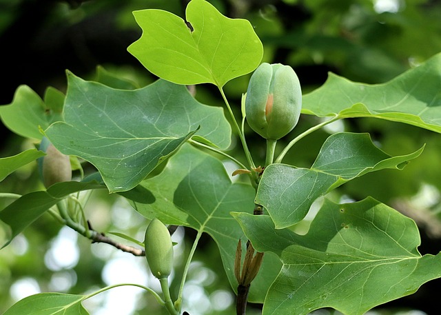 Free The Tulip Tree Liriodendron Tulipifera photo and picture