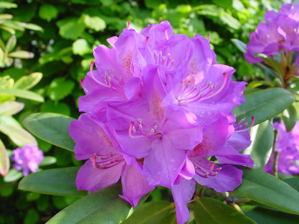 Rhododendron Fleur Le Printemps - Photo gratuite sur Pixabay - Pixabay