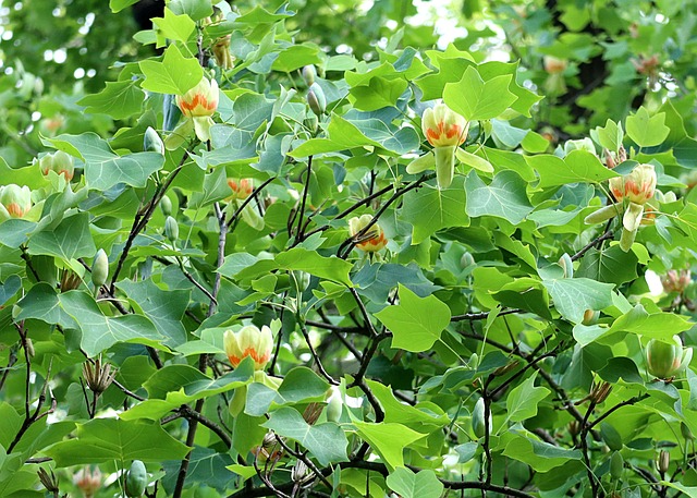 Free The Tulip Tree Liriodendron Tulipifera photo and picture