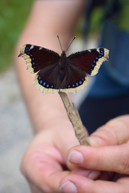  Schmetterling Wald Natur - Kostenloses Foto auf Pixabay Motiv 