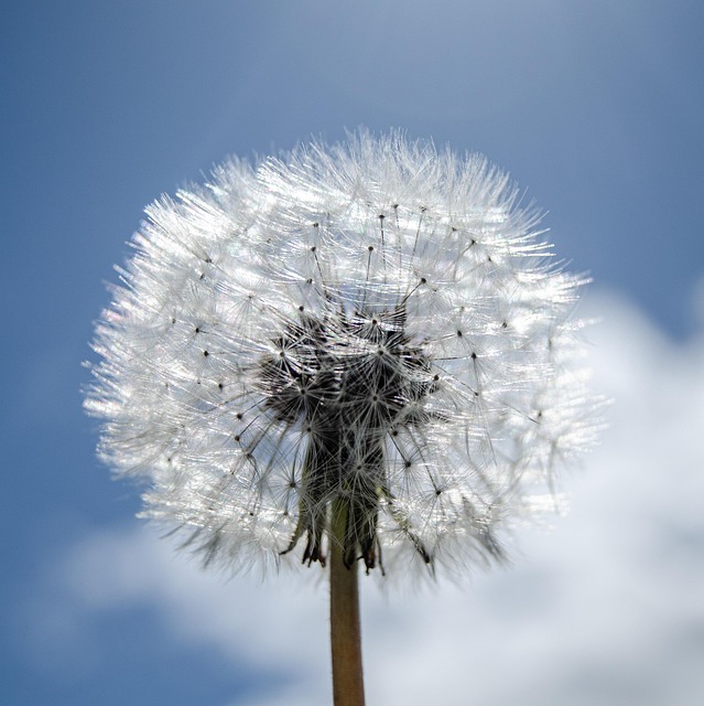 Free Dandelion Seeds photo and picture