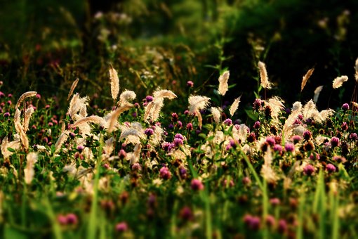 Gras-Feld, Silent, Fantasy, Abend