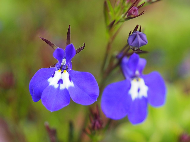 Violett, Lila, Blume, Pflanze, Blüte