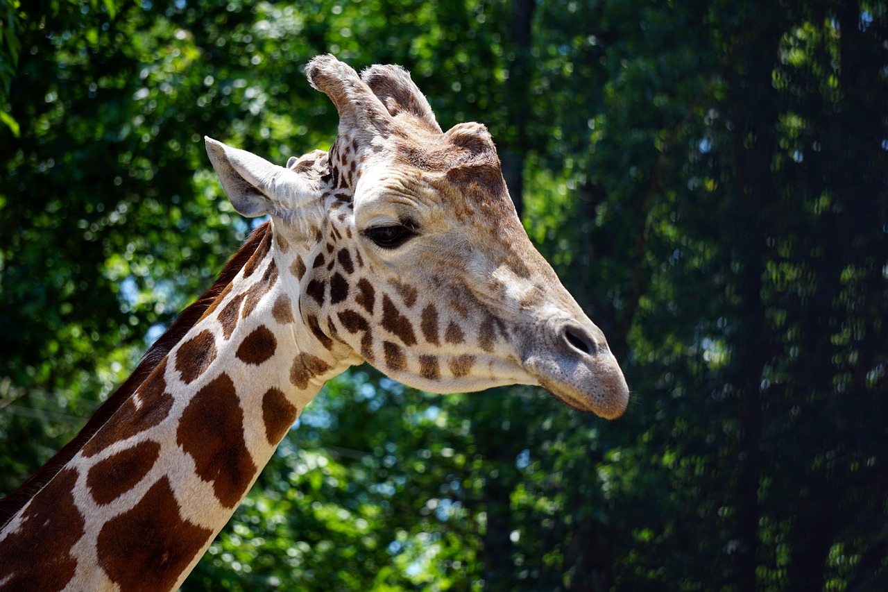 Girafa Animal Mamífero - Foto gratuita no Pixabay - Pixabay