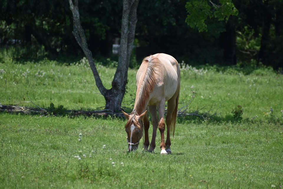 Horse Mare Young Free Photo On Pixabay Pixabay