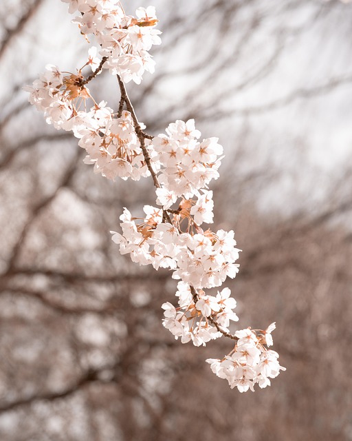 Free Flower Flower Wallpaper photo and picture