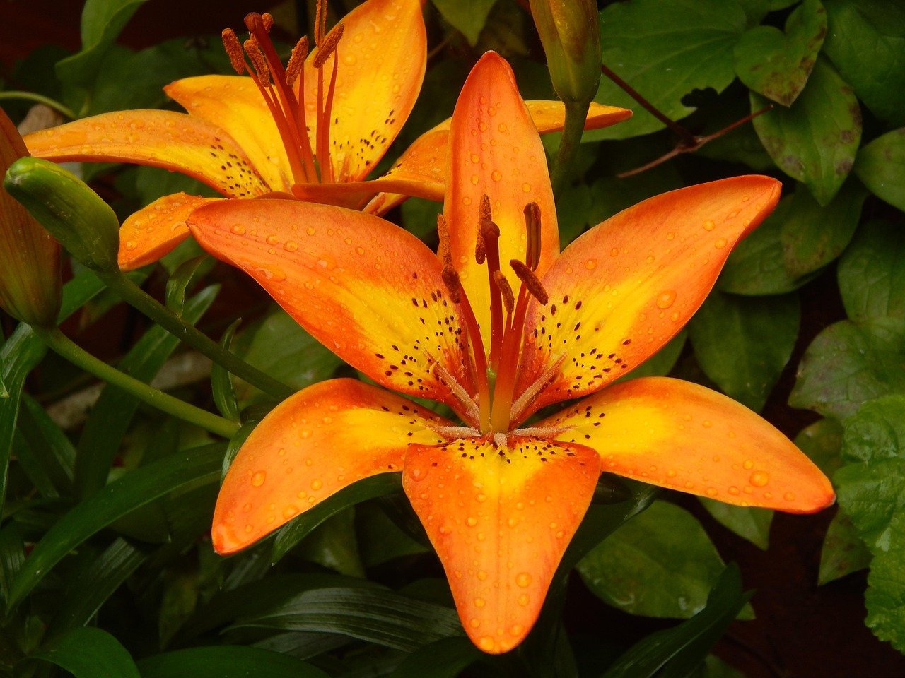Yellow Lily Flower Blossom Free photo on Pixabay Pixabay