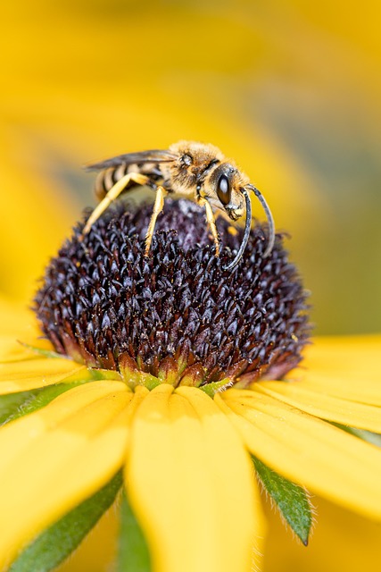 Free Bee Wild Bee photo and picture