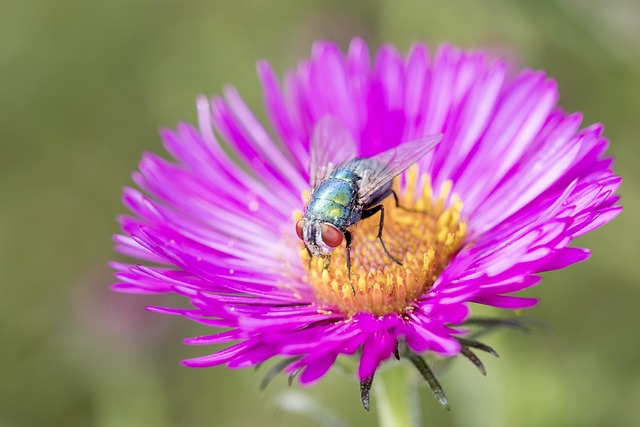 Free Goldfliege Lucilia Sericata photo and picture