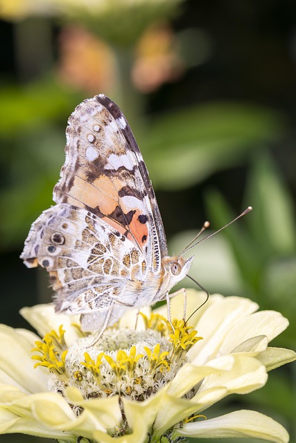 Free Vanessa Cardui Butterfly photo and picture