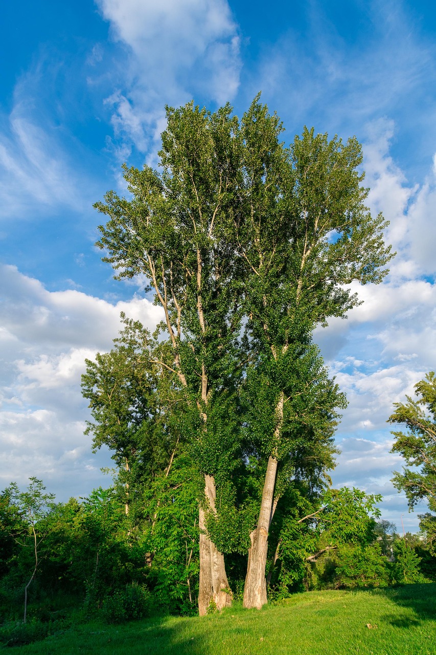Trees Country Nature - Free photo on Pixabay - Pixabay